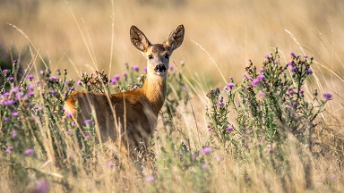 natuurhuisjenormandie